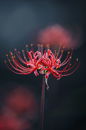 彼岸花优雅花朵摄影图