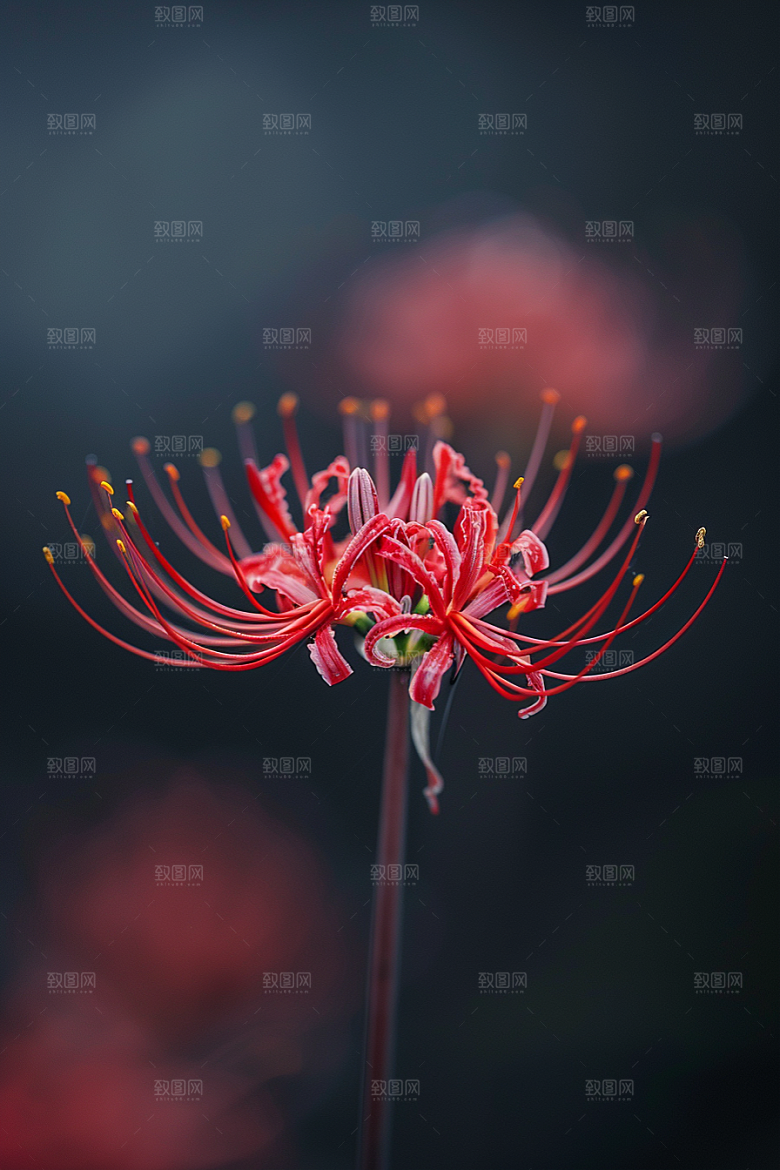 彼岸花优雅花朵摄影图