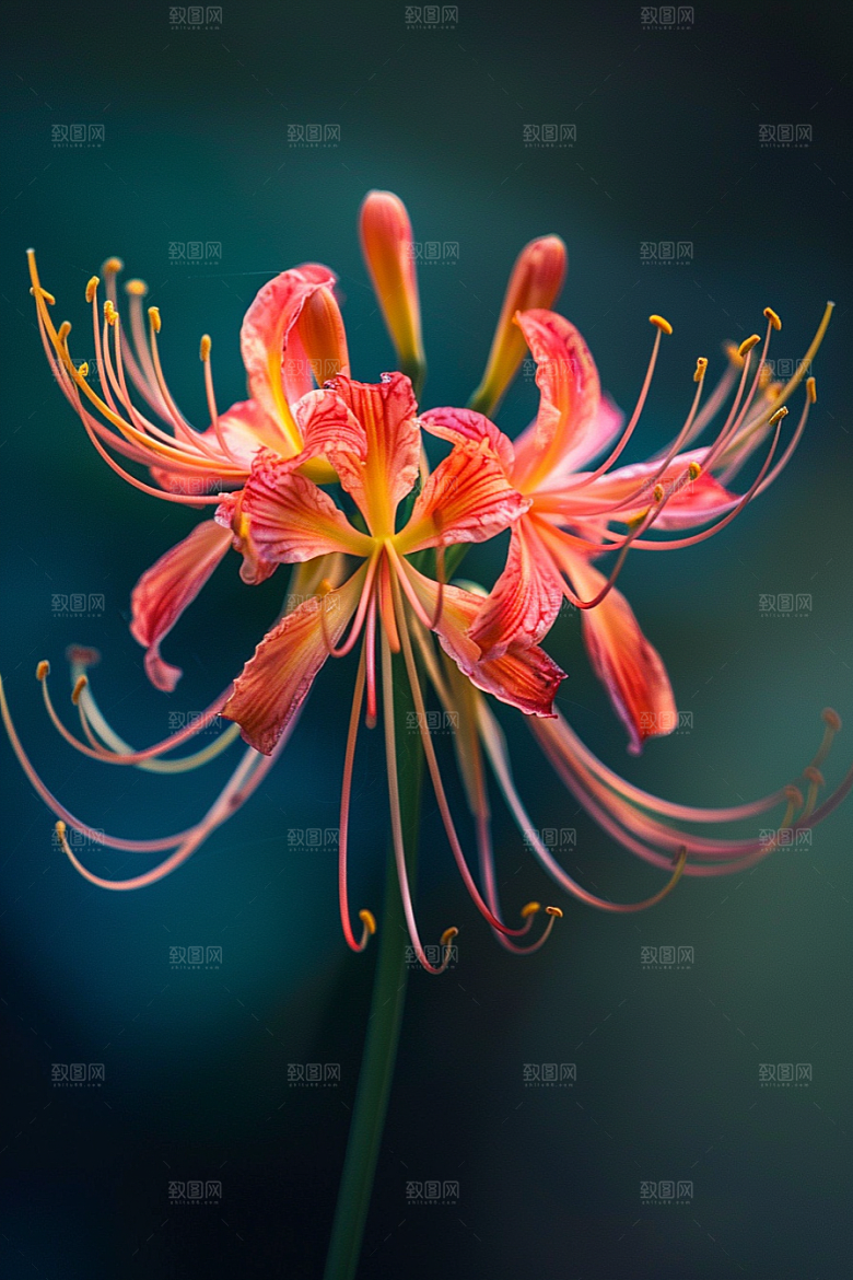 彼岸花石蒜冥界之花摄影图