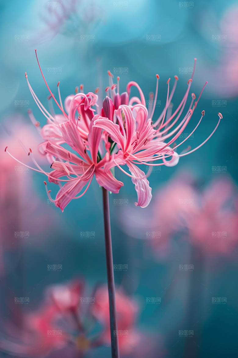 彼岸花石蒜冥界之花摄影图