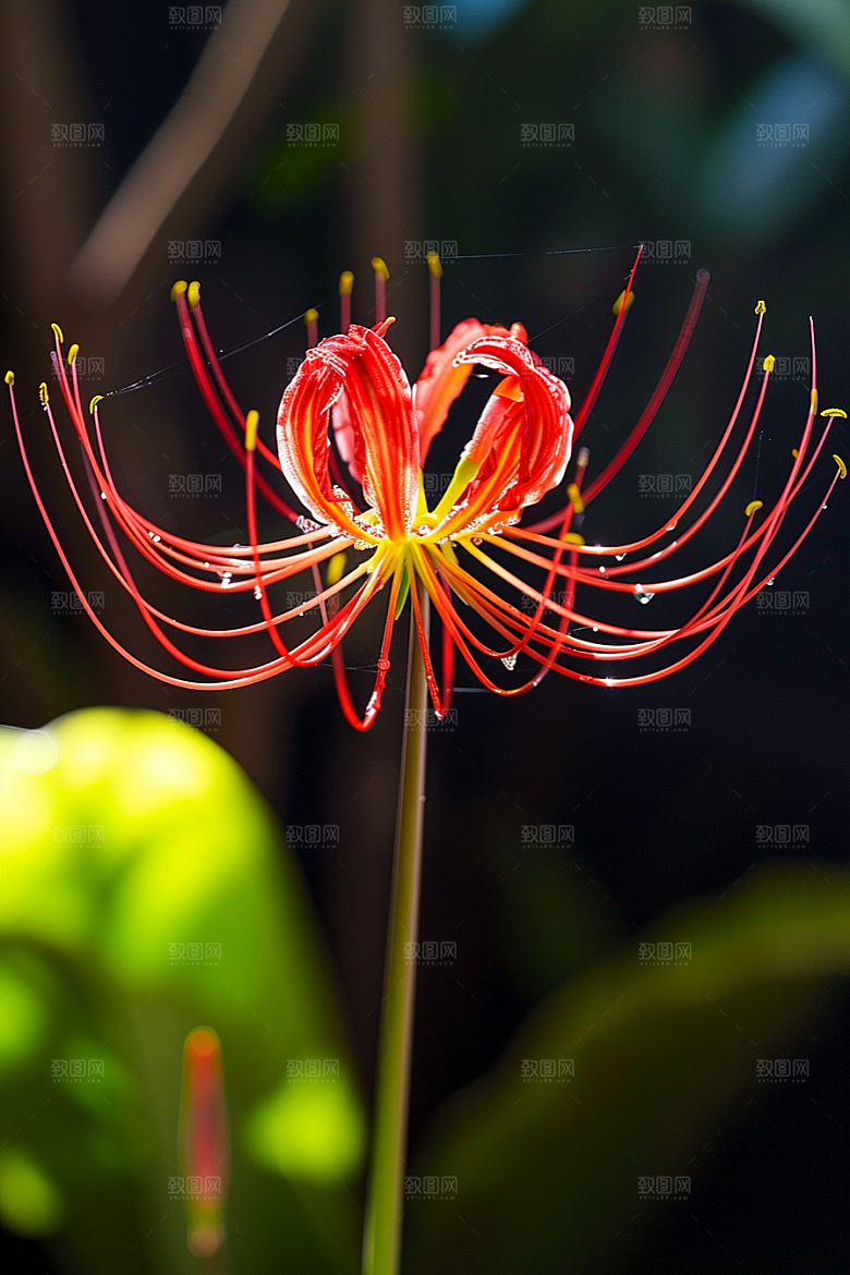 彼岸花花朵高清摄影图