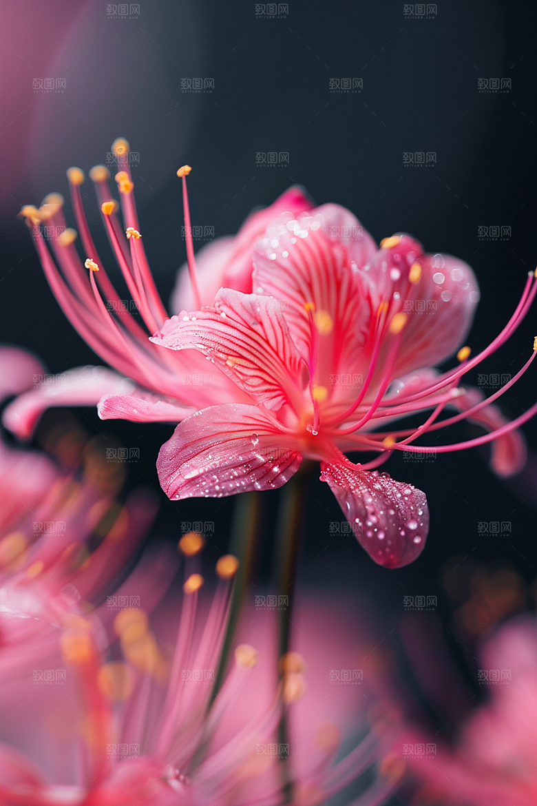 彼岸花唯美优雅摄影图
