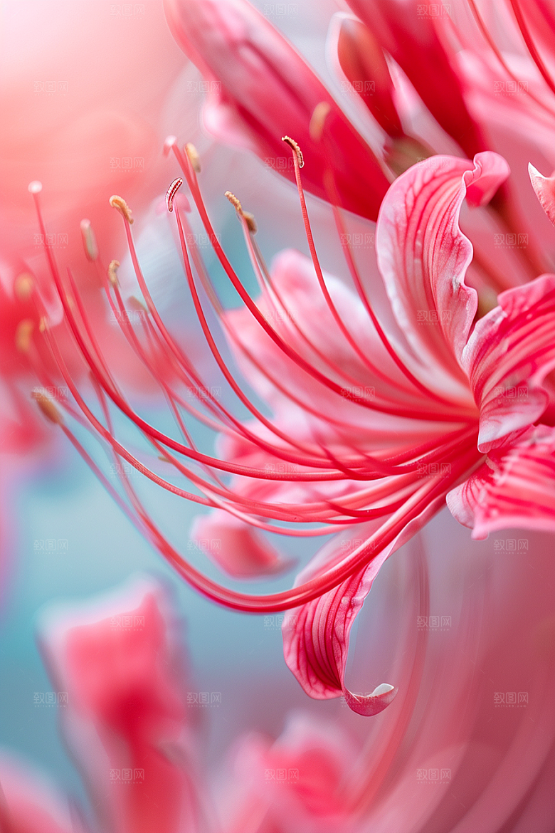 彼岸花石蒜高清摄影图