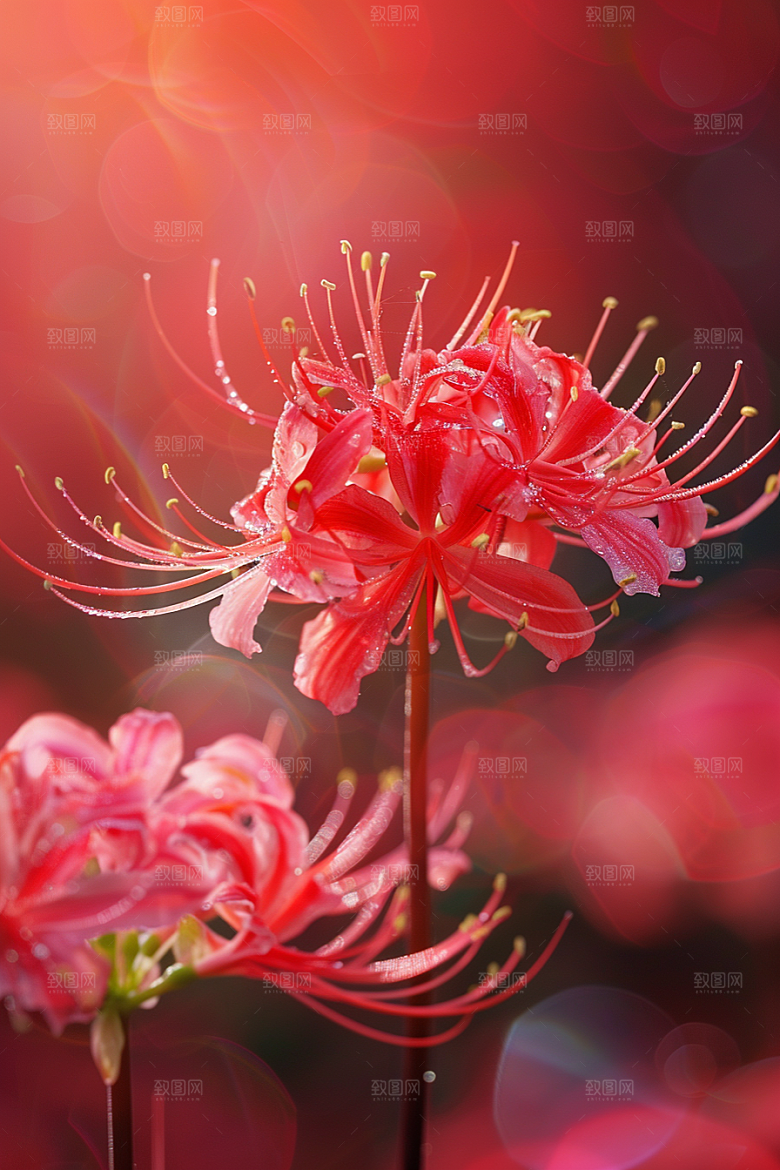 彼岸花石蒜自然摄影图