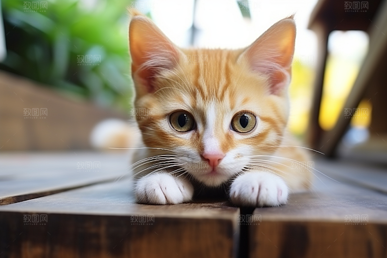 可爱猫咪生活宠物摄影图