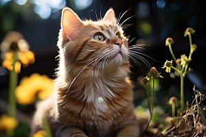 可爱猫咪哈基米生活摄影图