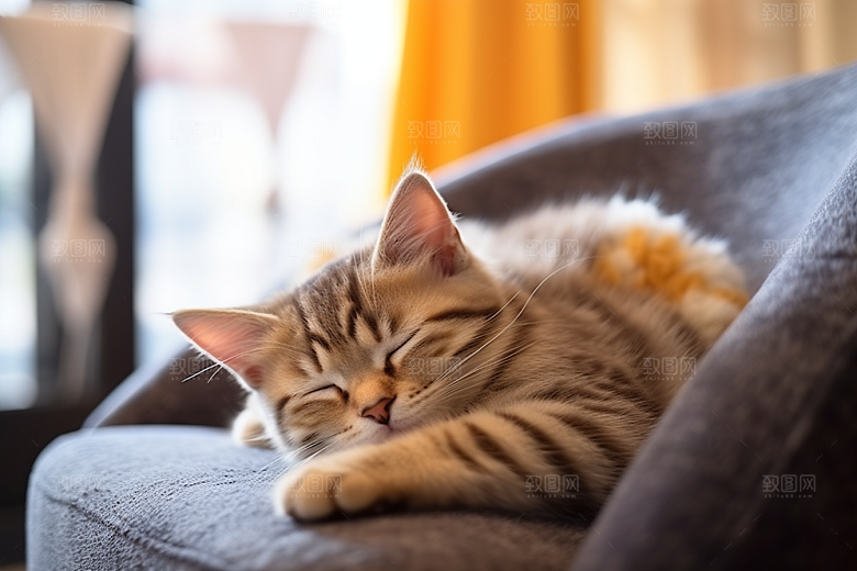 可爱猫咪哈基米伴侣摄影图