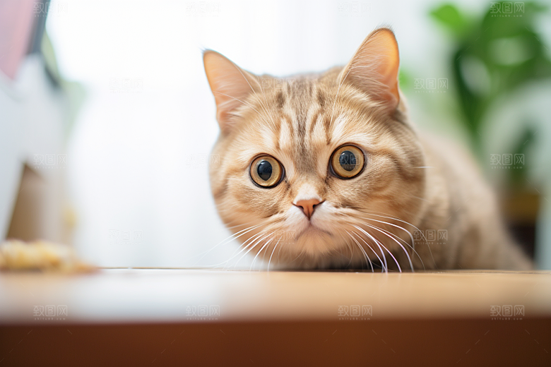 可爱猫咪动物宠物摄影图