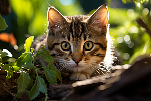 可爱猫咪猫科动物生活摄影图