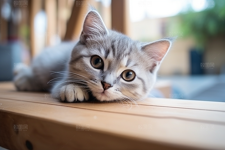 可爱猫咪生活伴侣摄影图