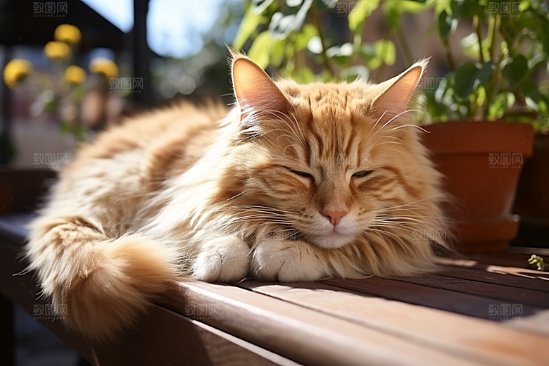 可爱猫咪伴侣动物摄影图