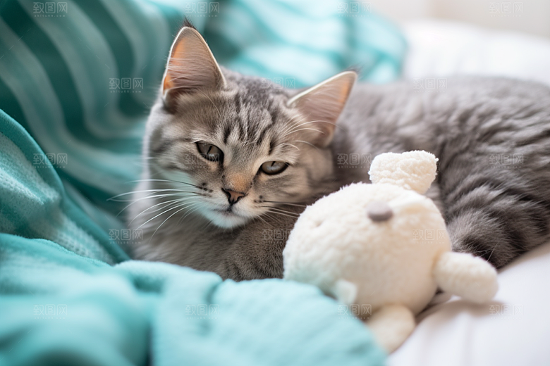 可爱猫咪猫科动物高清摄影图