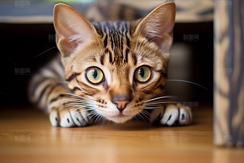 可爱猫咪动物宠物摄影图