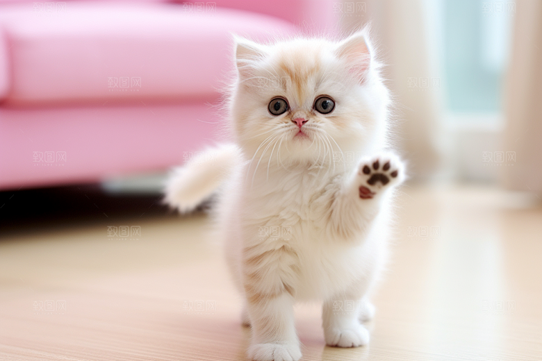 猫咪小猫小动物摄影图