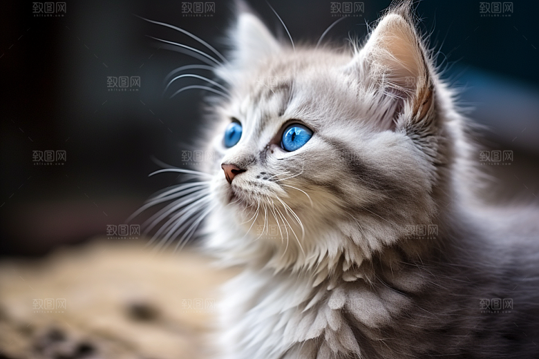 猫咪高清清新摄影图