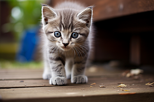 猫咪自然小猫摄影图