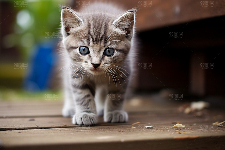 猫咪自然小猫摄影图