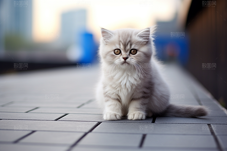 猫咪高清动物摄影图
