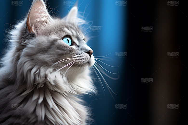 猫咪动物高清摄影图