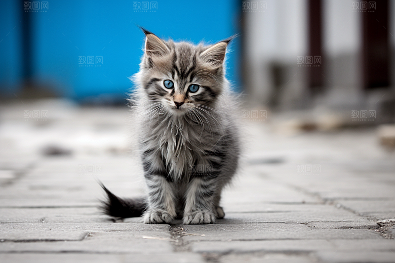 猫咪小动物毛茸茸摄影图