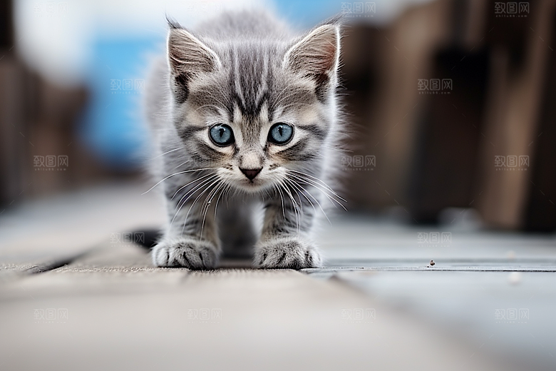 猫咪清新动物摄影图