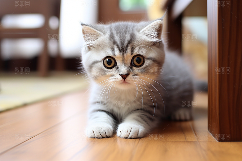 猫咪清新小猫摄影图