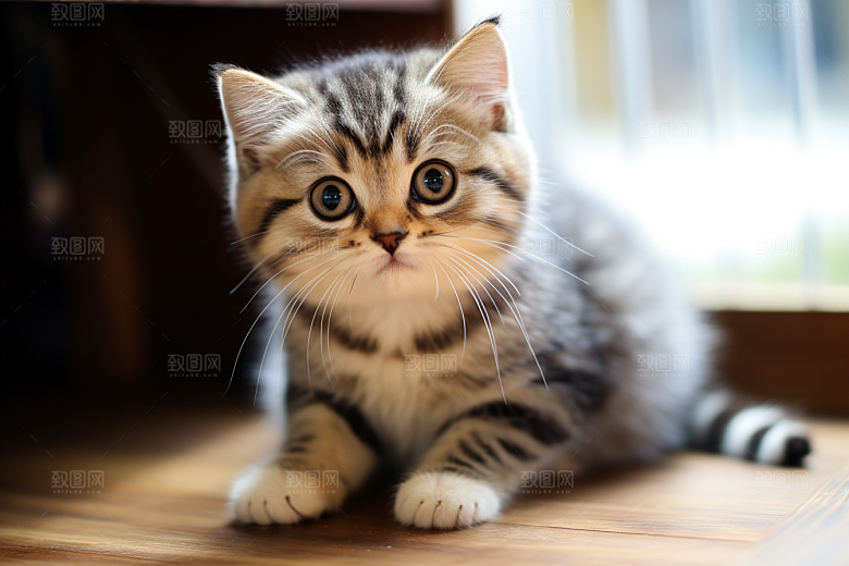 猫咪自然毛茸茸摄影图