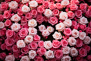 玫瑰边框高清浪漫摄影图