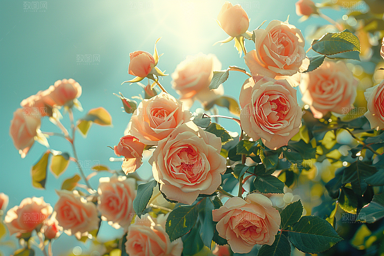 玫瑰花唯美优雅素材