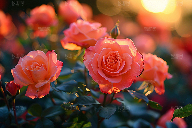 玫瑰花花卉月季花素材