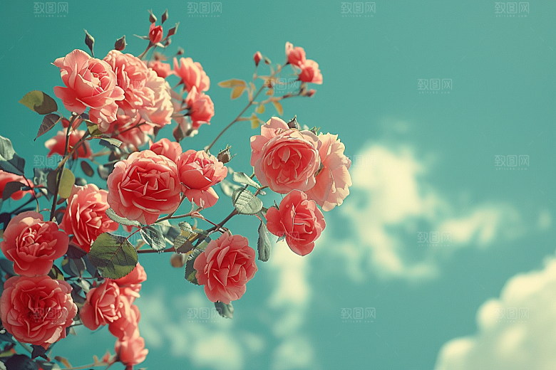 玫瑰花唯美花朵素材