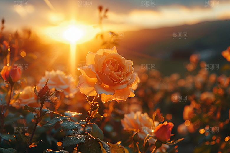 玫瑰花月季花花朵素材