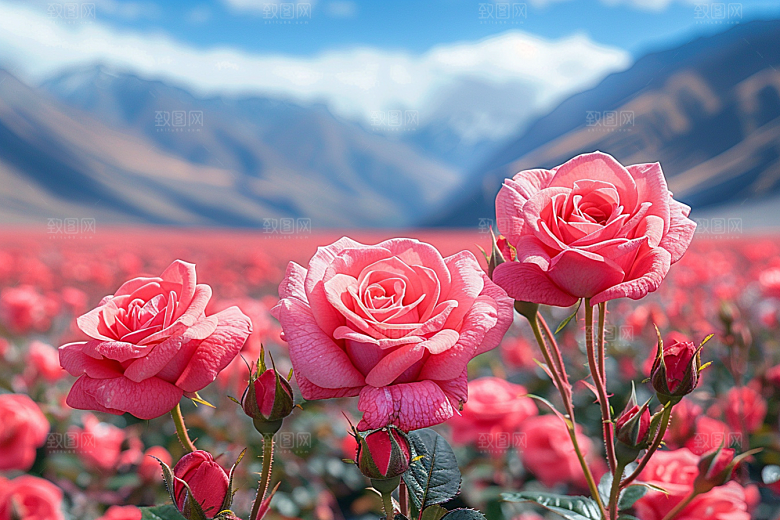 玫瑰花高清蔷薇素材