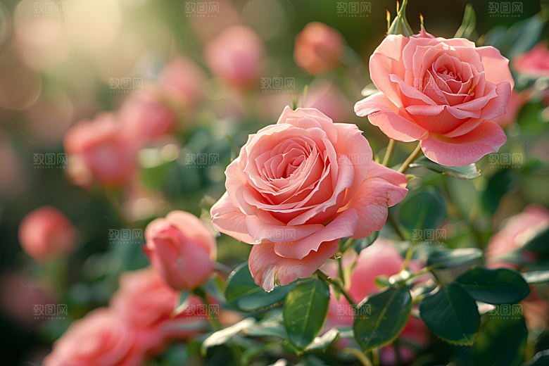 玫瑰花月季花复古素材