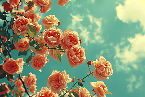 玫瑰花唯美植物素材