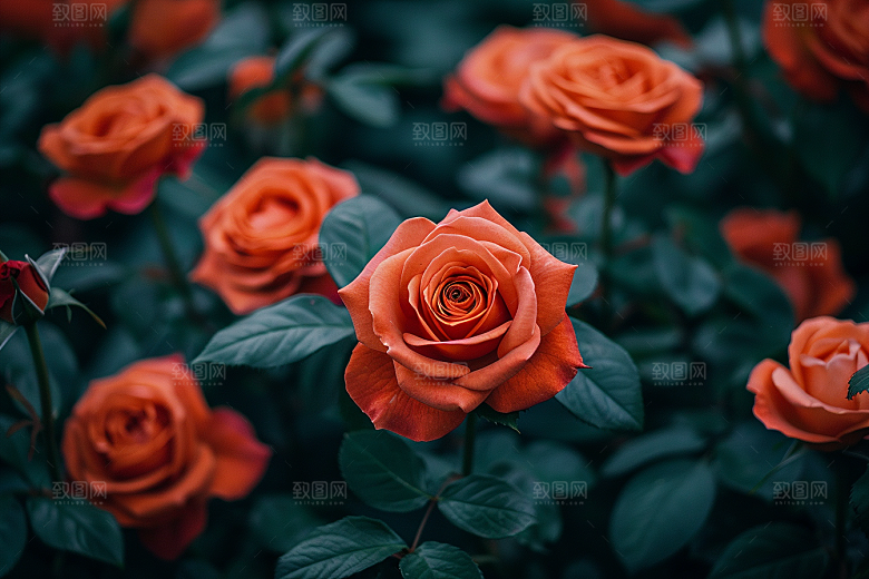玫瑰花月季花高清素材