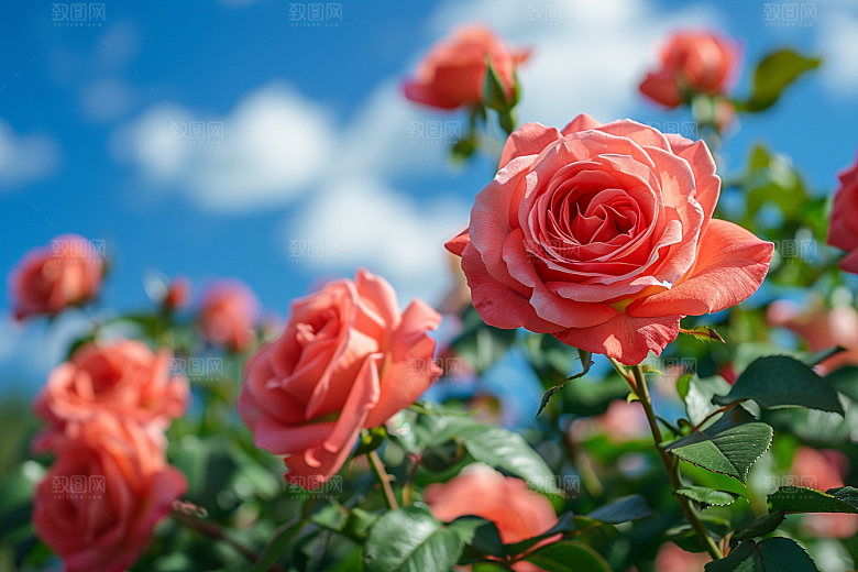 玫瑰花花朵初夏素材
