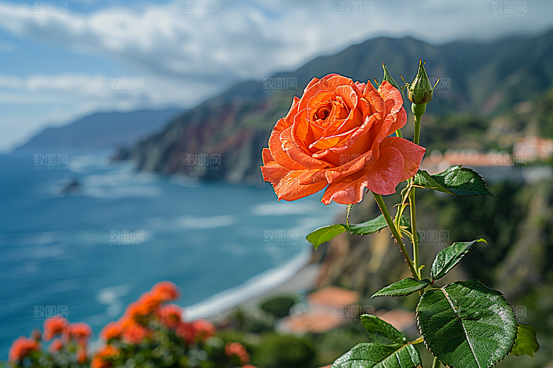 玫瑰花浪漫花卉素材