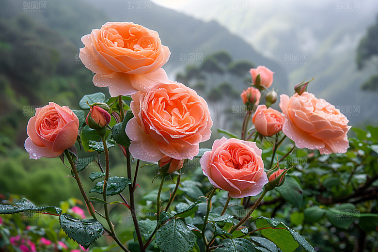 玫瑰花繁花花朵素材