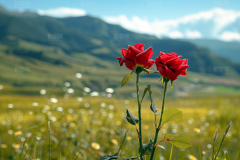 玫瑰花繁花花朵素材