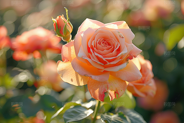 玫瑰花花朵花卉素材