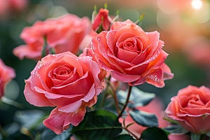 玫瑰花高清花朵素材