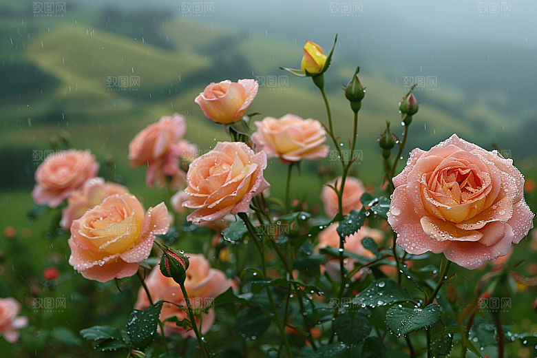 玫瑰花繁花月季花素材