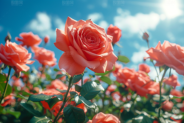 玫瑰花花朵高清素材