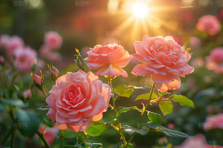 玫瑰花花卉高清素材