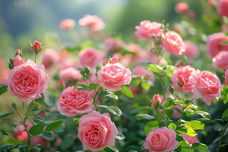 玫瑰花初夏唯美素材