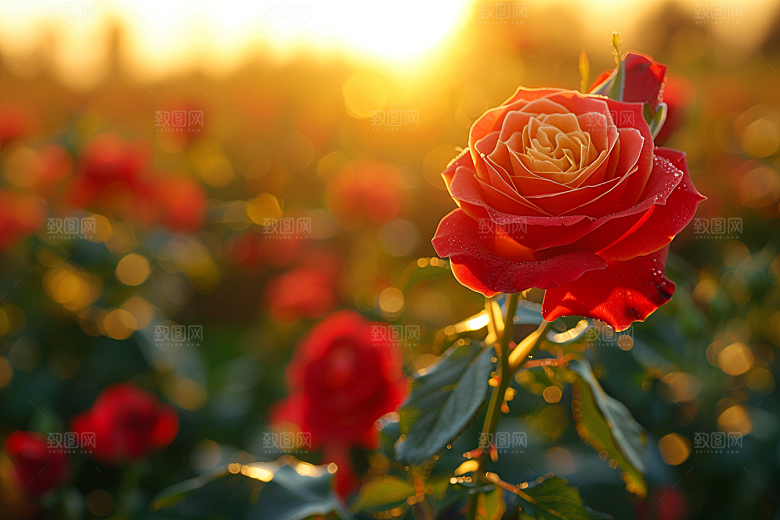 玫瑰花复古高清素材
