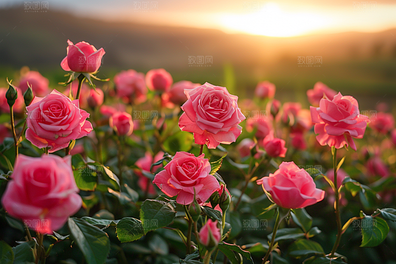 玫瑰花五月蔷薇素材