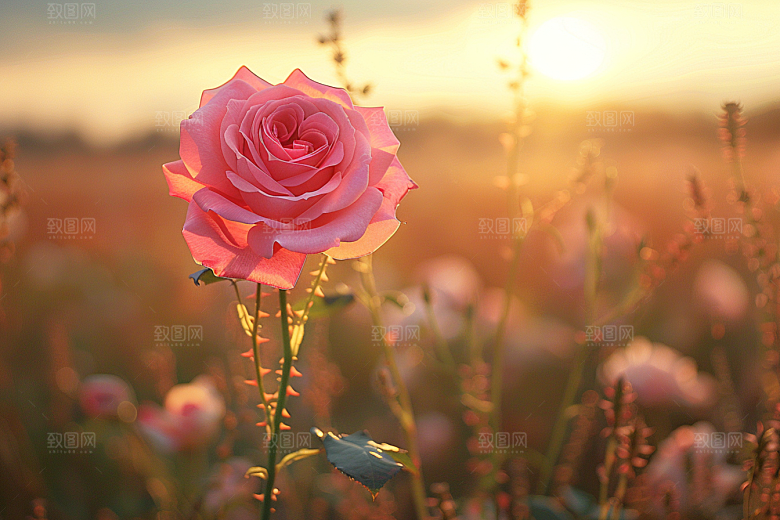 玫瑰花五月花卉素材