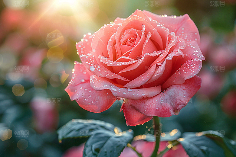 玫瑰花繁花花卉素材